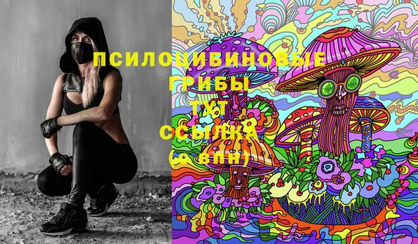 прущие грибы Михайлов
